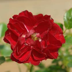 Landscape Rose bush 'Fairy Donkerrood'